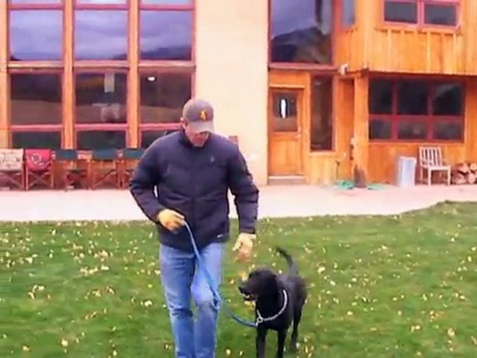 Ted Hoff Obedience Training