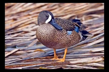 The Waterfowl Effect