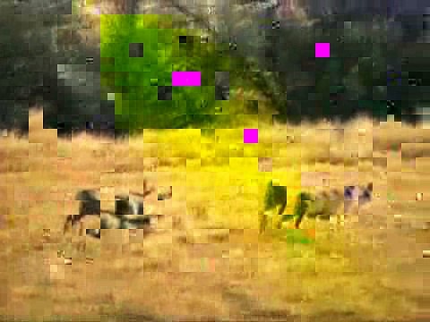 Wesley Williams - Deer Watching