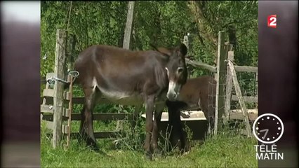 Mémoires - Histoires de basse-cour - 2016/02/24