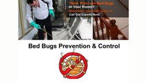 Bed Bugs Prevention & Control - 911 Bed Bugs