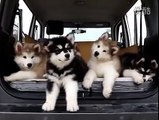 Funny Husky Puppies react to Music l Very Cute Pet