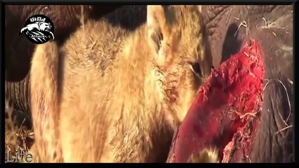 Amazing fight, rhino vs lion fight