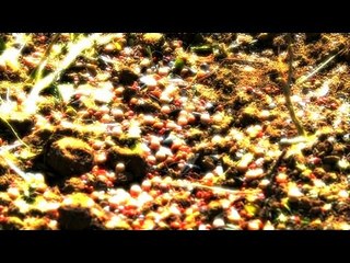 Record Quest: Food Plot Preparation