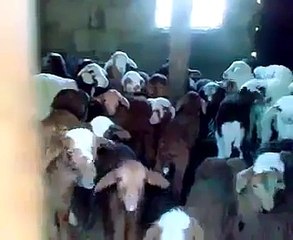 Baby Goats Talking Back