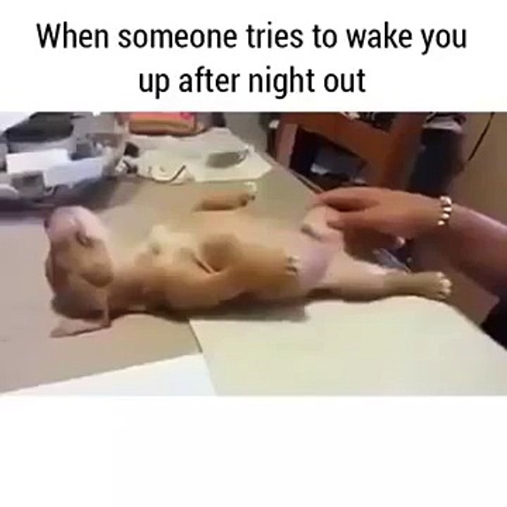 When someone tries to wake you up after night out  Funny Videos 2015