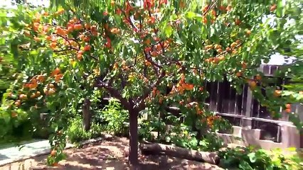 Amazing Apricot Fruit Tree!