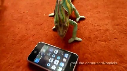 Chameleon was frightened by iphone (what did he saw-)