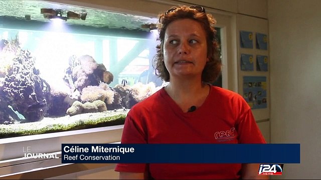 Les coraux menacés par le réchauffement climatique