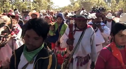 Flowers (2010/I) Trailer