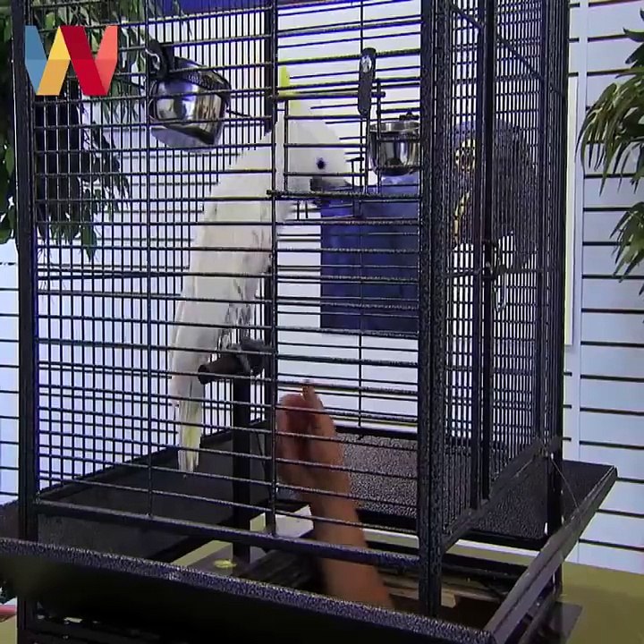 Talking Parrot Flies Into Ceiling Fan!