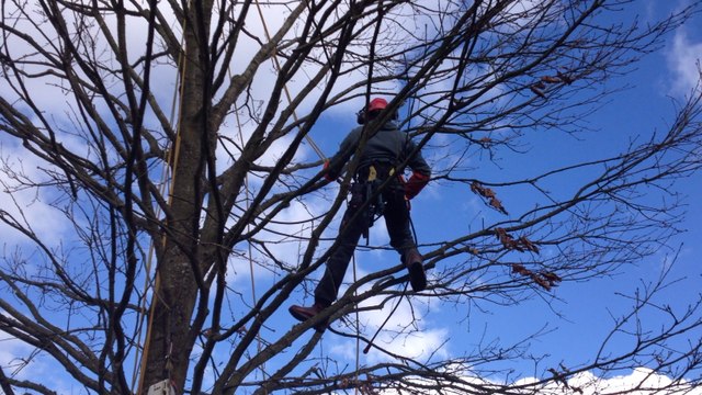 Un cours d'arboriste-grimpeur, à Falaise