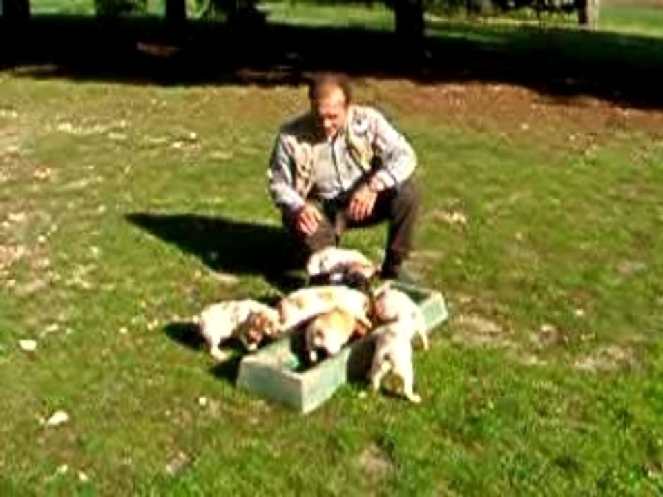 CHIOTS EPAGNEUL BRETON