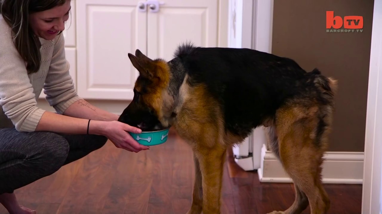 🇩🇪V27 TEDD de la petite Laeticia 🇩🇪, Championnat du monde de Berger  allemand 2025, Un grand merci à toute l'équipe | Philippe Breinlen |  Facebook, image size:1280x720