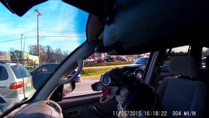 Un chien qui est vraiment swagg!