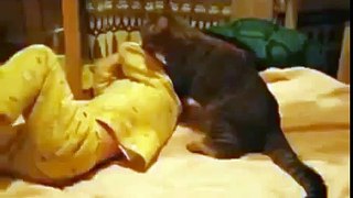 Cat vs Baby - Funny Cats Funny Dogs Videos - #Funny_Animals