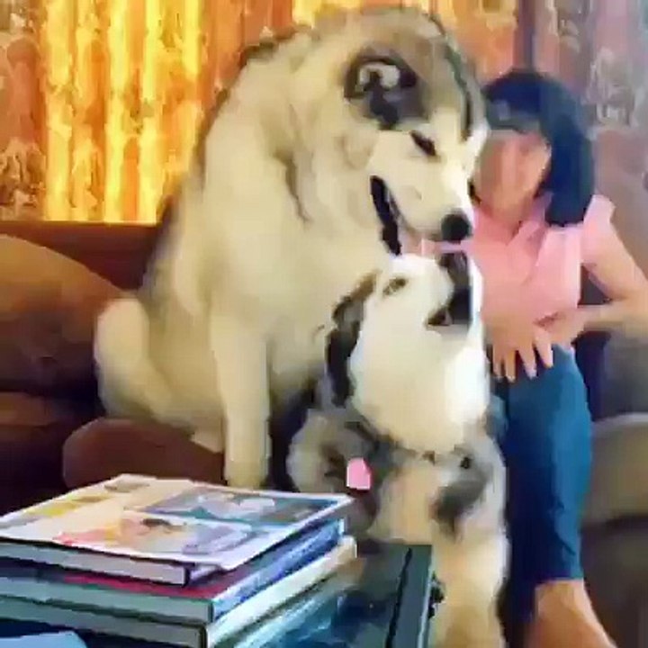 Amazing Husky