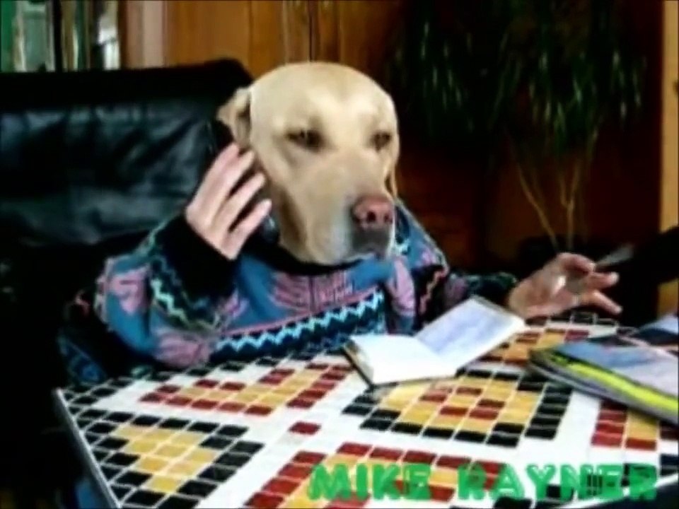 Funny, Clever Cats, Best Pets Compilation, Dog Tricks, Cat & Dogs, Pet Animals, Agility