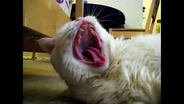 CATS SCREAM YAWNS