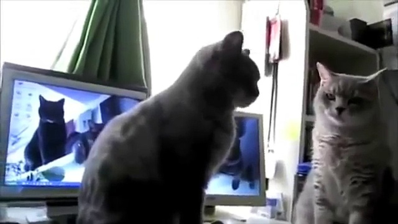 Talking Cats Play Pattycake