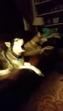 Никогда не пойте рядом со стаей хаски