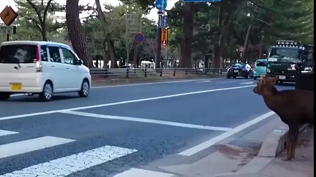 Ciervo japonés respeta las normas: cruza por paso de peatones
