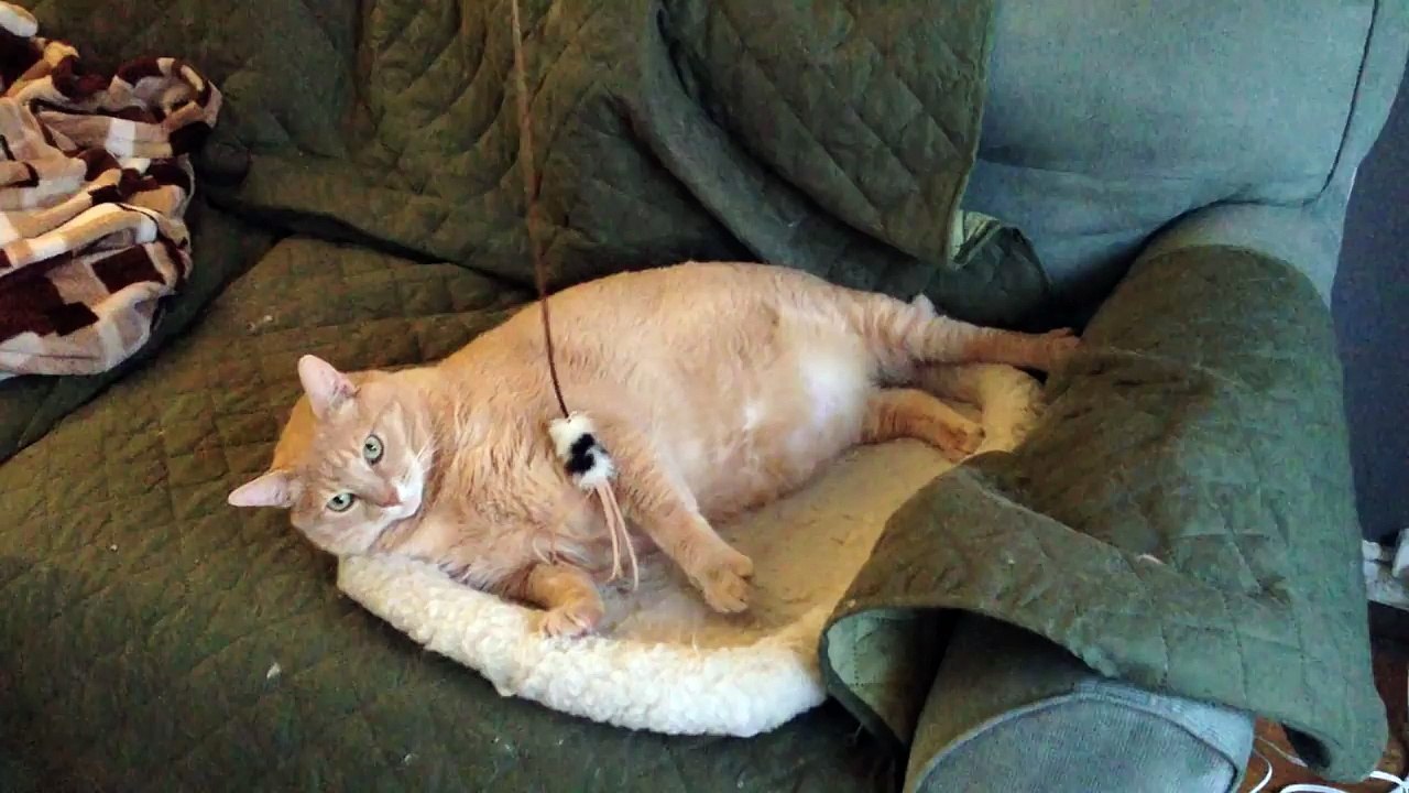Cat Fishing