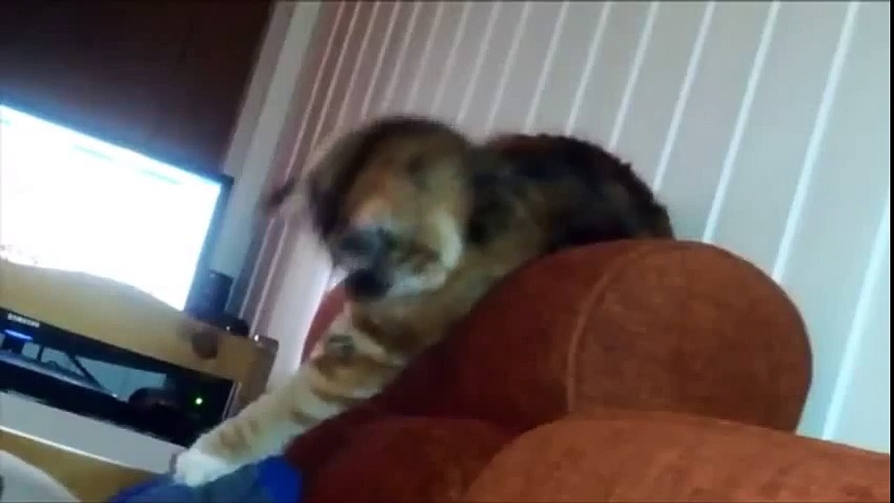 Cat plays with foot
