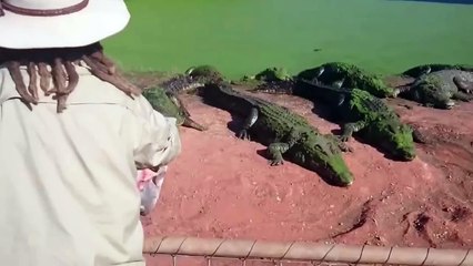 CROCODILE BITES FOOT OFF ANOTHER CROC AND EATS IT [HD] [GRAPHIC]