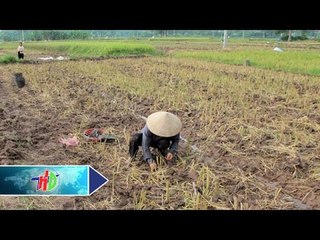 Cần thiết vệ sinh đồng ruộng sau thu hoạch | HDTV