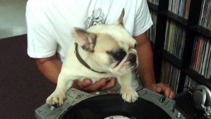 DJ Greyboy's french bulldog DJ MAMA Scratch pt. 3...the earthquake! dog scratching