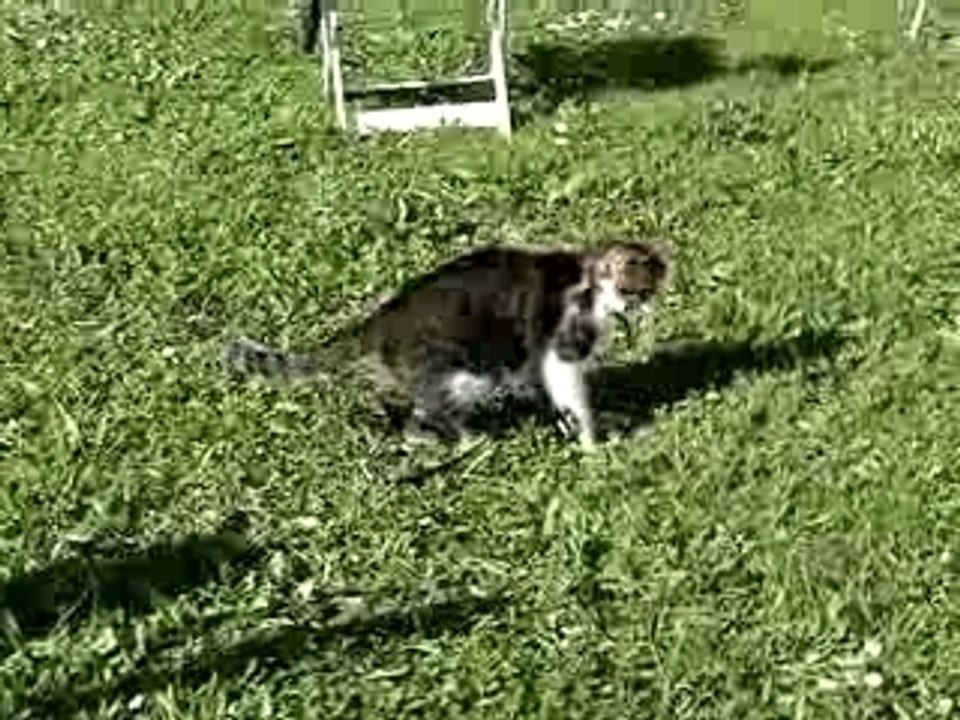 Pikalou et l'eau