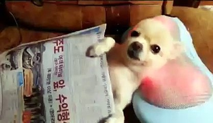 Dog enjoys a massage