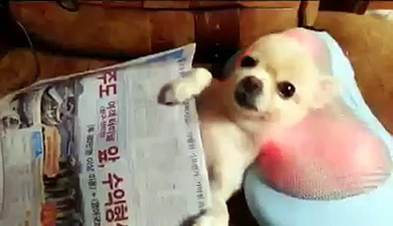 Dog enjoys a massage