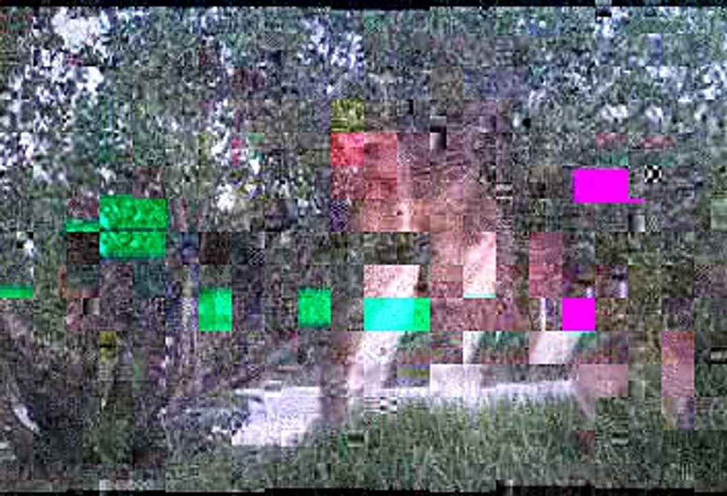 Whitetail 365: Boxing Bucks