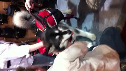 iPhone Test Video - Dog Pack