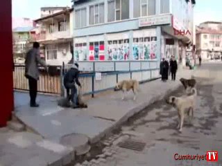 Döverek bayılttıkları köpeği köprüden böyle aşağı attılar