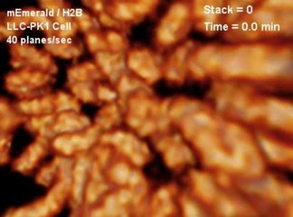 chromosomes during mitosis