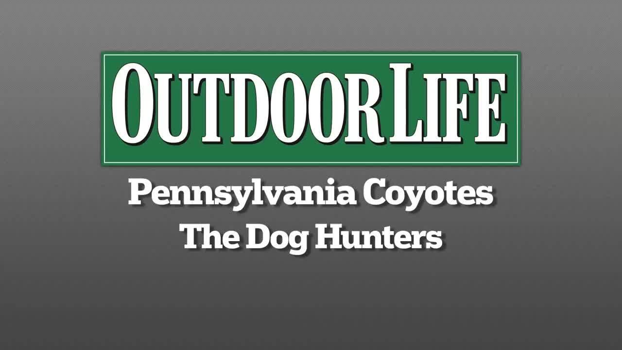 The Dog Hunters