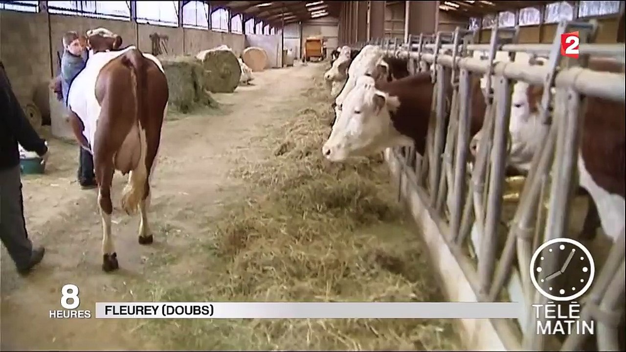 Salon de l'Agriculture : Indienne, favorite du concours bovin