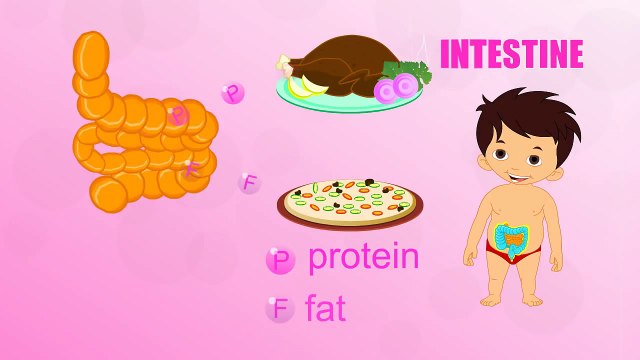 Intestine - Human Body Parts - Pre School Know Your Body - Animated Videos For Kids
