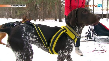 Ездовой спорт 05 02 15