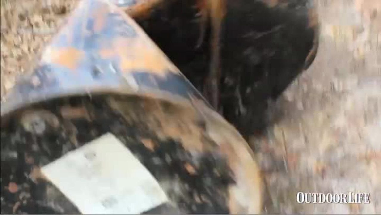 Grizzly Bear v. Bait Can - Griz Wins