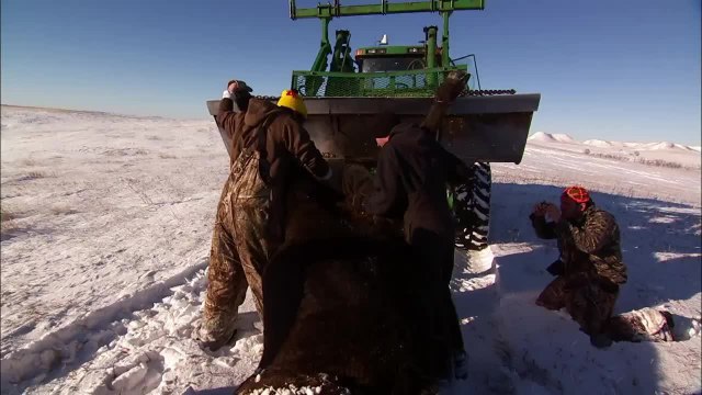 Gun It Short: Buffalo Cleaning