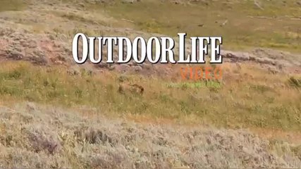 What Not to do in a Bear Jam