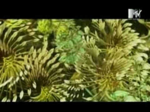 Clip Iam - revoir un printemps