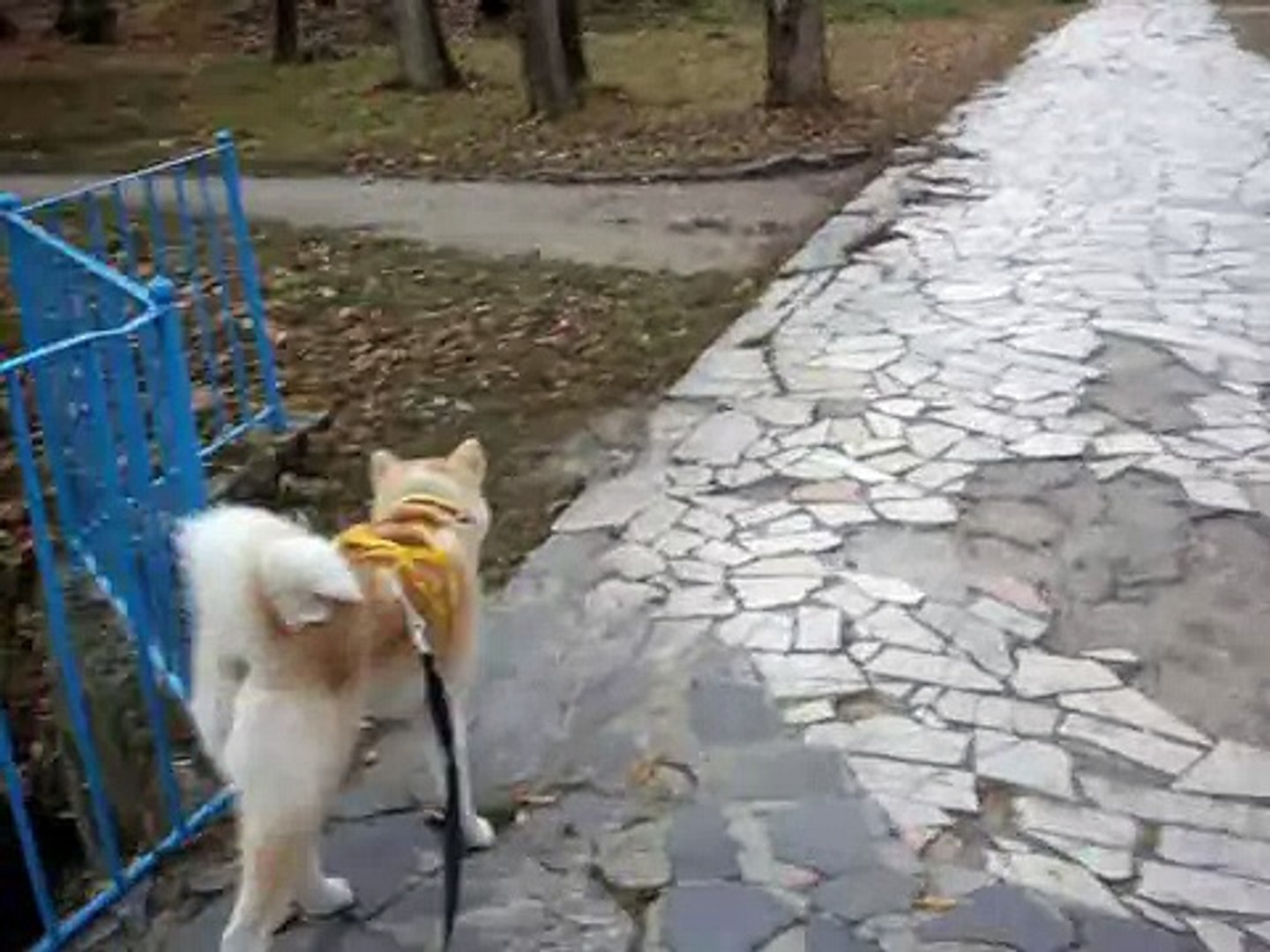 Ездовой спорт и Акита- ину -) --!!!