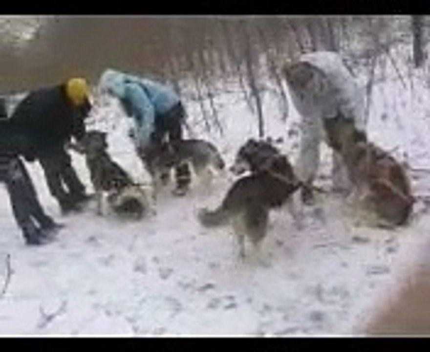 Ездовой спорт - тренировки (Харьков) Part-1