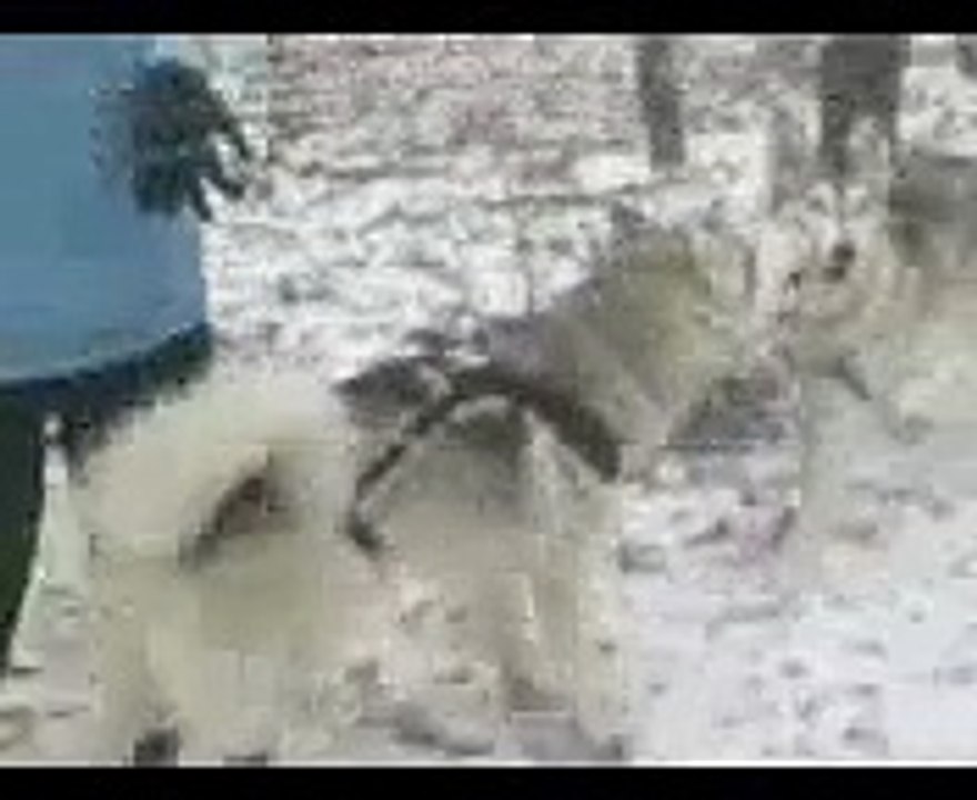 Ездовой спорт - тренировки (Харьков) Part-2