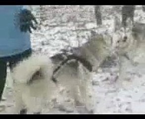 Ездовой спорт - тренировки (Харьков) Part-2